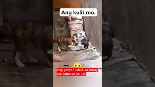 PUSA AT DAGA pampagoodvibeslangpo cat rat [upl. by Blight]