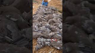 DOVE LIMIT Opening Day 50 Birds [upl. by Hulen]