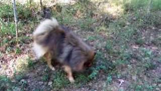 Mittelspitz puppy 8 weeks old [upl. by Abramson762]