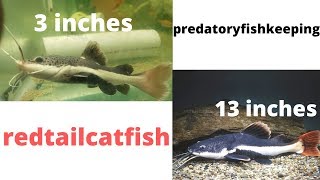 MY RED TAIL CATFISH GROWTH AFTER 6 MONTHS [upl. by Raclima]