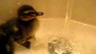 Ducklings First Bath Sully Teaches the water a lesson [upl. by Arlena]