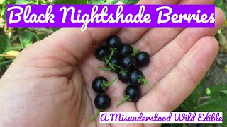 Black Nightshade Berries A Misunderstood Wild Edible [upl. by Yenial99]