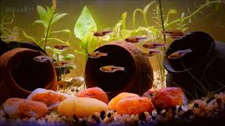 Lamb Chop Rasbora Fish Care amp Tank Set up Guide [upl. by Llywellyn]