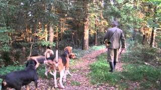 Fox hunting with dogs [upl. by Aneeles]