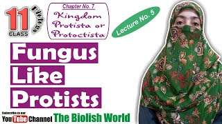 Fungus Like Protists  FSc 1st Year  The Biolish World  Ayesha Younas [upl. by Julissa733]