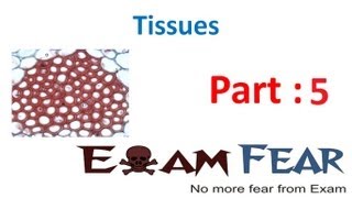 Biology Tissues part 5 Simple Permanent tissueParenchymaCollenchymaSclerenchyma CBSE class 9 IX [upl. by Bliss]