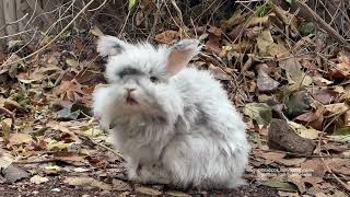 English Angora Rabbit in the wild [upl. by Tham]