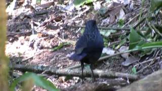 Blue Whistling Thrush [upl. by Bolger]