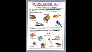 Vertebrate or Invertebrate vertebrate invertebrates science sciencefacts [upl. by Mac]