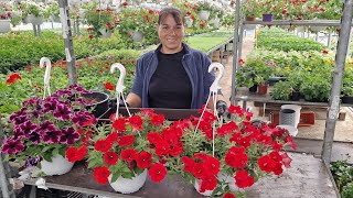 Petunia  Ingrijire  Plantare Udare [upl. by Maurreen]