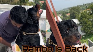 Neenda Naatkalukku piragu ungal Rambo udan rambo rottweiler [upl. by Enwahs]