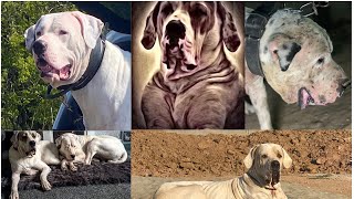 Tulla Bully kutta breed  pakistani bully kutta breed history  Pure Desi Bully kuttain Panjab [upl. by Mitman434]