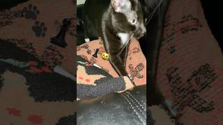 Kitty🐈‍⬛Pawing at His💙Fav🛏️Blanket [upl. by Abigael483]