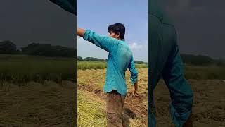 sonar moton dekte dhan koto asa niye amar Chas kori dekho video ta 🌾🌾🌾🌾🌾 [upl. by Beckett171]