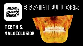 Teeth and Malocclusion  Real 3D Anatomy [upl. by Imena]