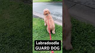 Rare Labradoodle Guard Dog labradoodle goldendoodle guarddog [upl. by Lorna]