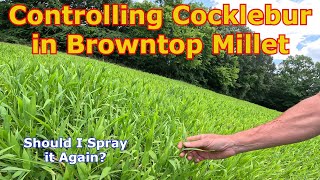 Controlling Cocklebur in Browntop Millet for Dove Hunting [upl. by Anelra]