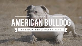 AMERICAN BULLDOGS NATURAL PROTECTORS [upl. by Nicolea]