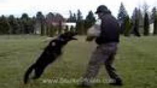 Schutzhund Protection Hold and Bark Training [upl. by Gaudette]