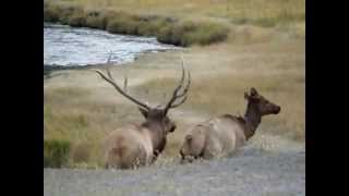 Elk Mating — at Madison Yellowstone National Park Fall 2010 [upl. by Gereron]