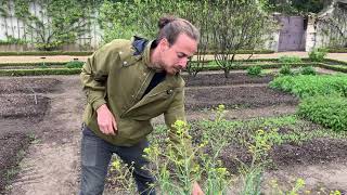 Le Potager du Château de Prangins  Pastel des teinturiers [upl. by Htenywg]