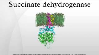 Succinate dehydrogenase [upl. by Nerahs]