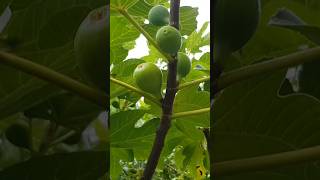 What can I do with figs which doesnt ripen  Switzerland suisse travel nature garden [upl. by Eleda]