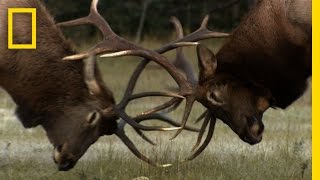 The Yearly Elk Brawl  Untamed Americas [upl. by Walczak91]