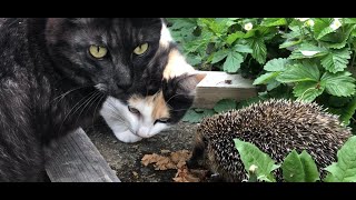 Awesome funny moment Cats and Hedgehog share food 🙀😼 [upl. by Marylin]