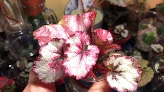 Rex Begonia Water Culture Update amp Tips On Transferring To Soil [upl. by Einwahs715]