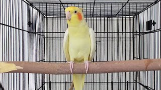 Male Cockatiel Singing Sounds  Cockatiel Calls  Cockatiel Whistling [upl. by Newton]