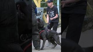 🔥Cane Corso protects a girl from an attack by an intruder GUARDODESSA Training of bodyguard dogs [upl. by Orvah]