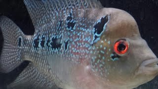 Flowerhorn quot Chuck Norrisquot fazendo a decoração do aquário  AQUARIO AQUARIUM [upl. by Margi101]