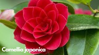 ജപോണിക്ക പൂക്കൾ Japonica Camellia The wonder Flower Tips and tricks [upl. by Hcirdeirf]