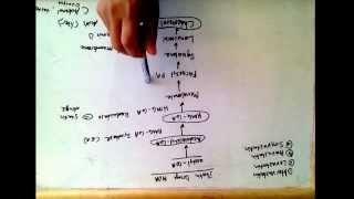 Statin drugs mechanism of action  treat hypercholesterolemia [upl. by Hepzi759]