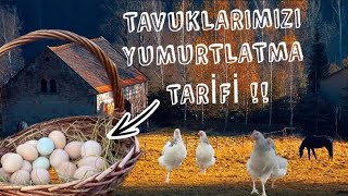 TAVUKLARIMIZI YUMURTLATAN GÜZEL BİR TARİF  KESİNLİKLE DENEYİN [upl. by Concettina]