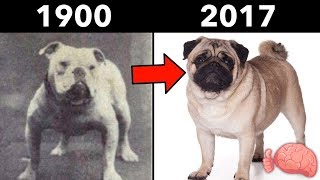 ¿Cómo Cambiaron Los PERROS EN 100 AÑOS  8 Razas Antes y Ahora [upl. by Annatnom]