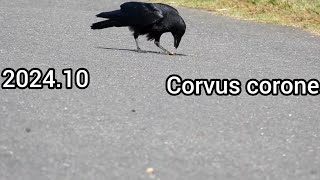 クルミを落下させて割るカラス Corvus corone  公園の野鳥 [upl. by Carolann]