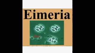 Eimeria Coccida Life Cycleاسهل طريقة لشرح الأيمرية [upl. by Leopold649]