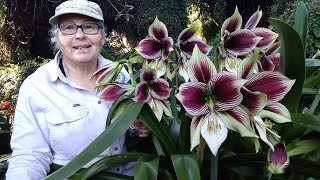 Whats the best Hippeastrum Hippeastrum papilio  Butterfly amaryllis Trish The Gong Gardener [upl. by Hagen]