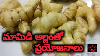 మామిడి అల్లంతో ప్రయోజనాలు  mamidi allam health benefits  mango ginger health benefits  పల్లెటూరు [upl. by Kimmel]