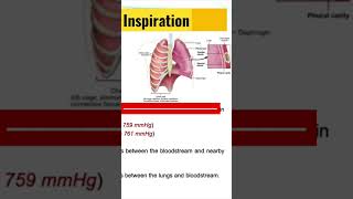 Respiratory Cycle How Inspiration Works [upl. by Ylro]