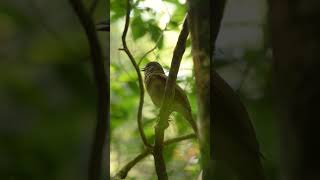 Zorzal sabiá Turdus leucomelas – Parque Nacional Iguazú – Buscado Fauna Short [upl. by Safir]