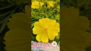 🌿🌼 Cosmos plant 🌼🌿Cosmos plantgardenflowerflowers [upl. by Prudi]