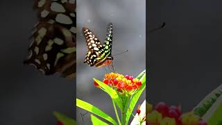 Graphium agamemnon  Swallowtail butterfly flying butterfly insect natural [upl. by Cormac]