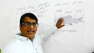 HSC  Habit  Fin  Scale  Labeo rohita  রুই মাছ  Part 01  Zoology Tutorial Class [upl. by Rumpf]