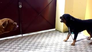 French mastiff aggressive with rottweiler [upl. by Kim137]