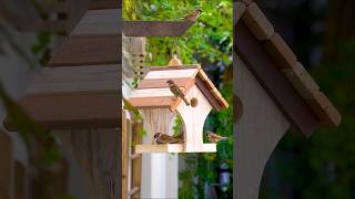 Build a DELIGHTFUL Bird Feeder in Minutes [upl. by Aivatnahs]