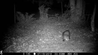 Stone marten vs cat Stone marten familySteinmarderHusmår best at 1080p [upl. by Oiznun]