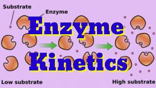 Enzyme kinetics  Michaelis Menten theorem  In Hindi amp English in detail 🤗 [upl. by Enrichetta]